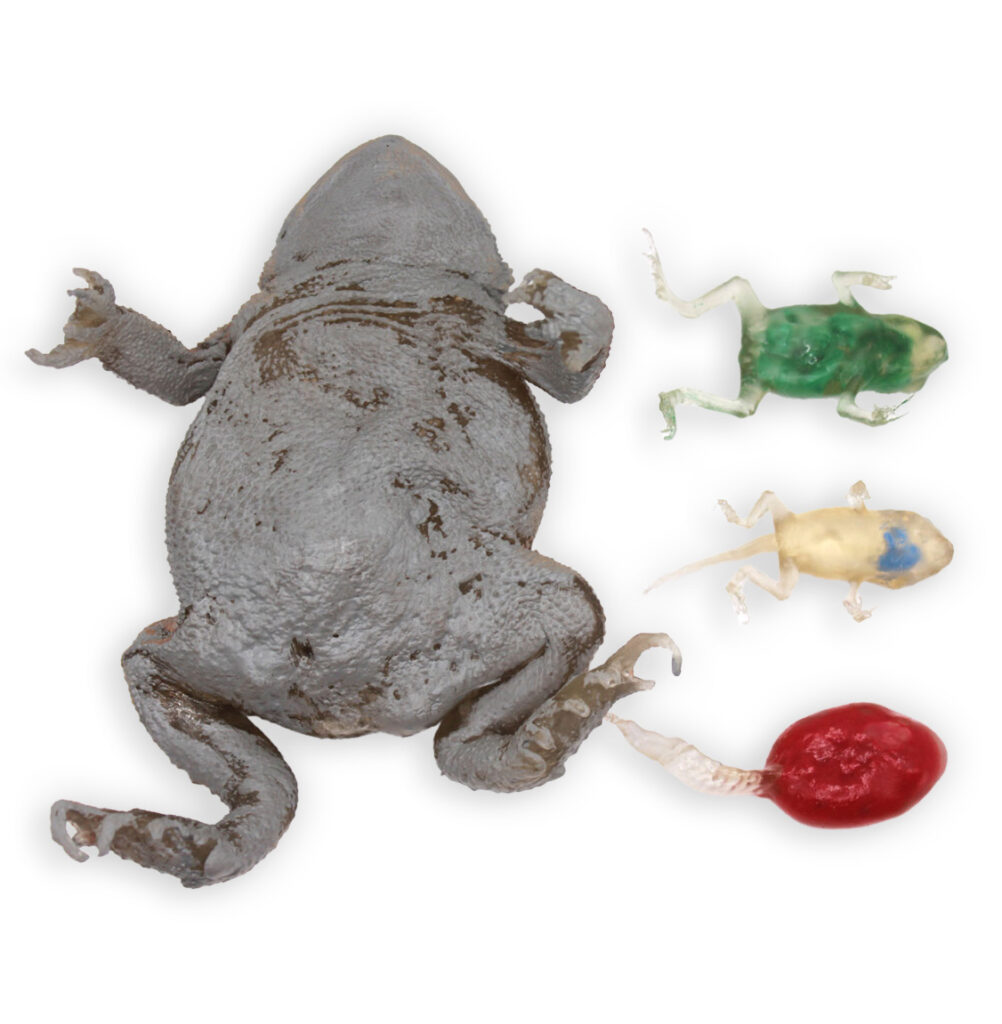 Toad's Stages of Life