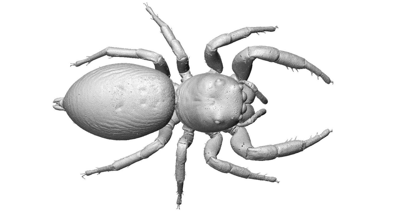 3D Render of Jumping Spider