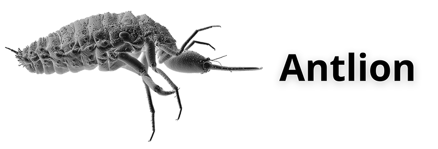 Antlion