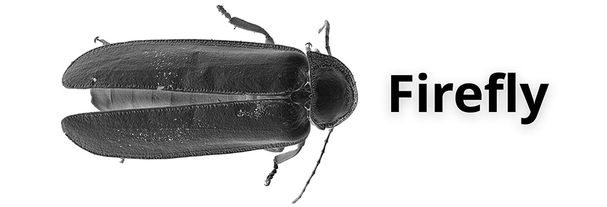 Firefly