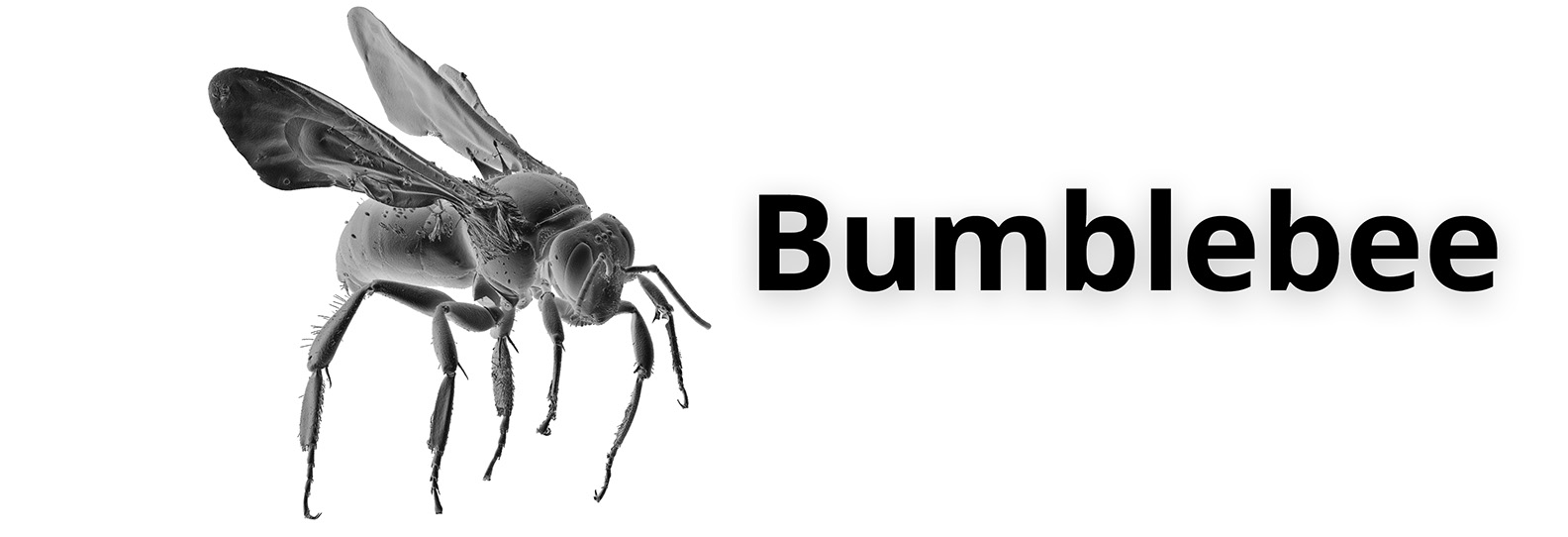 Bumblebee