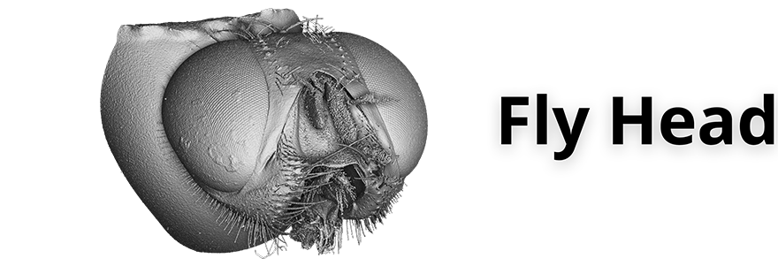 Fly's Head
