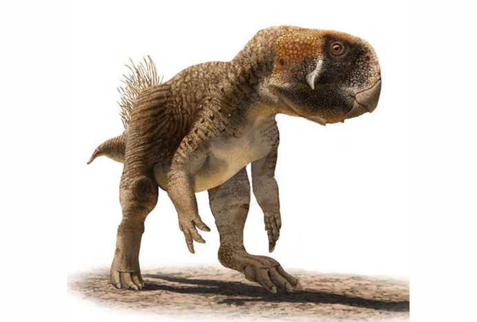 Industrial CT Scan Psittacosaurus Dinosaur Fossil 2